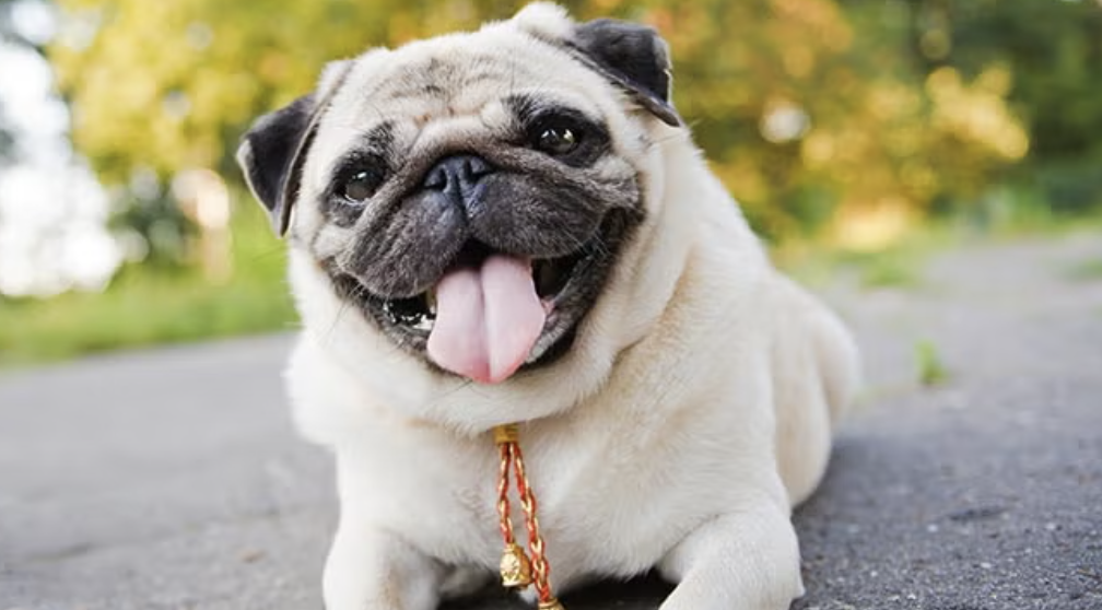 Pugs
