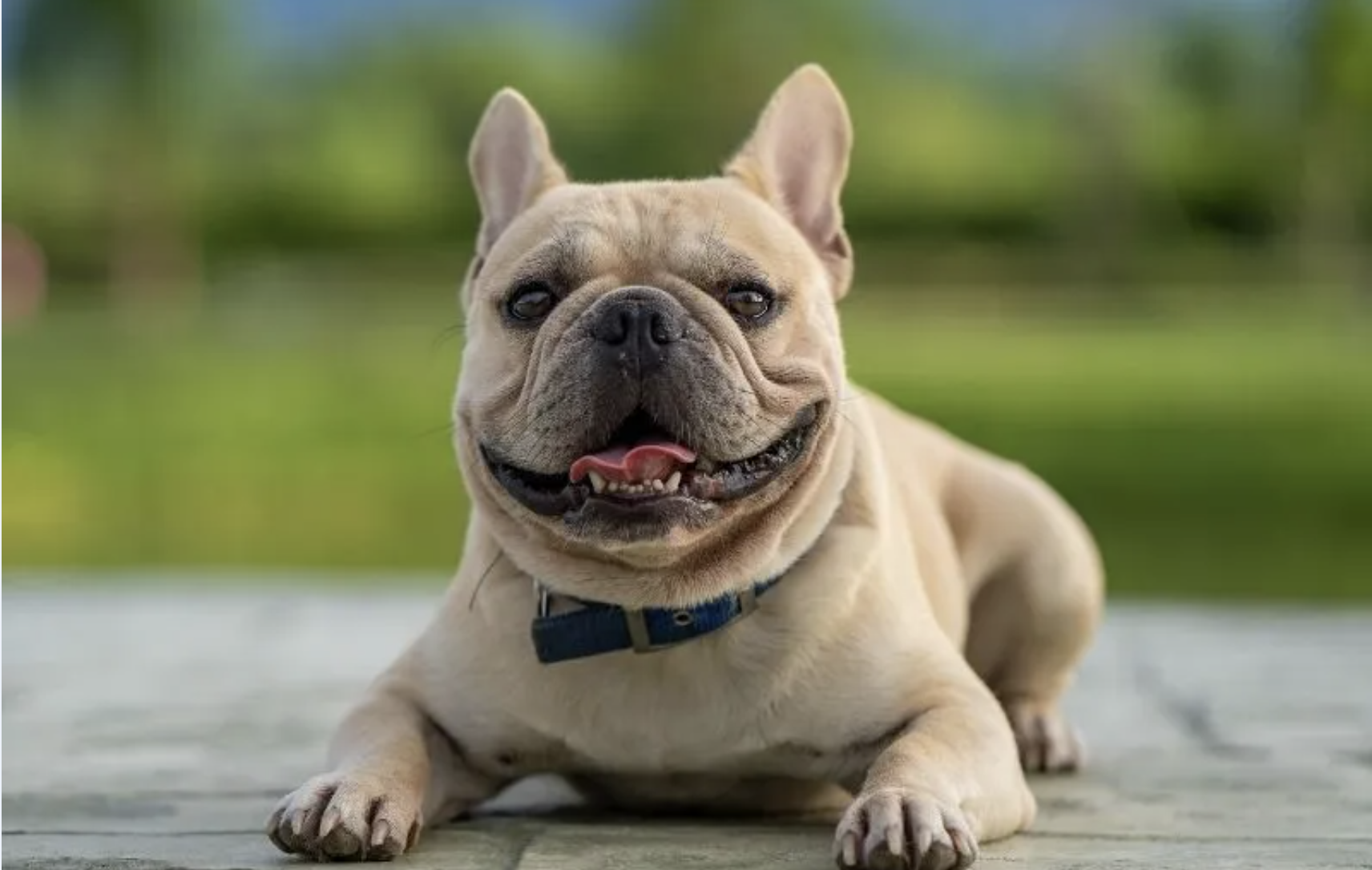 French Bulldogs